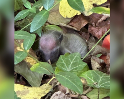 Woman Out Walking Her Dog Finds A Tiny ‘Mystery Animal’ Curled Up On The Forest Floor