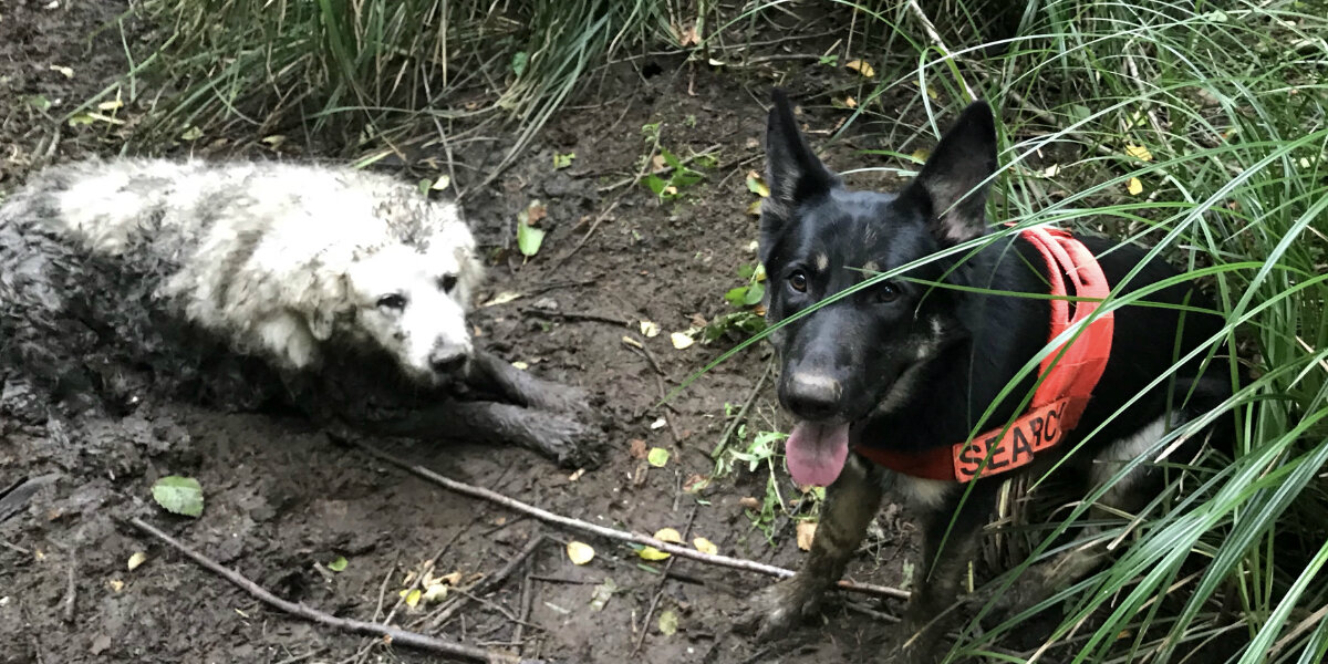 Search Dog Tracks Down Senior Pup Stuck In Mud For Two Long Days