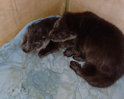Man Finds Soaking-Wet Babies Huddled In A Box On The Roadside