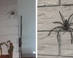 Woman Overcomes Fear To Coexist With Giant Spider In Her Home