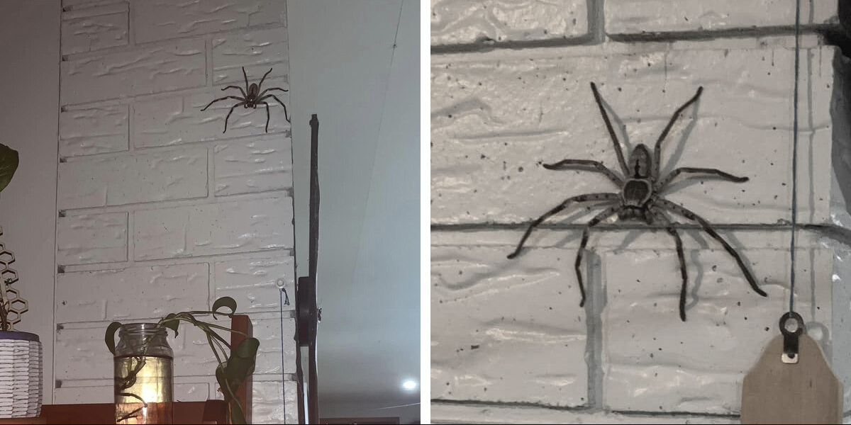Woman Overcomes Fear To Coexist With Giant Spider In Her Home