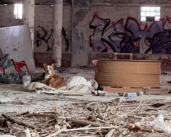 Dog Found Curled Up On Blanket In Abandoned Building Can’t Stop Showing Gratitude