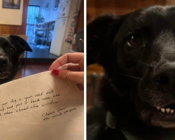 Woman Comes Home To Find A Shocking Note About Her Dog’s Wild Adventure