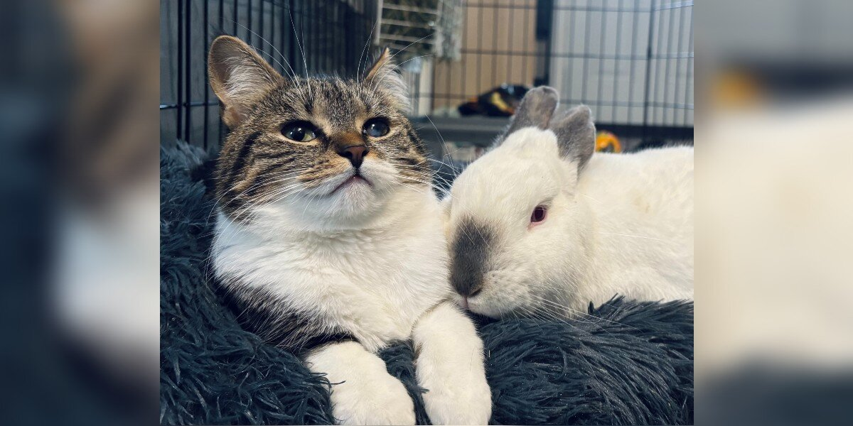 Injured Bunny Finds Love—and a Friend—in a Lonely Cat