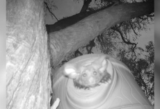 Rare, Adorable Animal Delights Scientists With Surprise Cameo on Hidden Camera