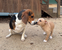 Three-Legged Dog Thrilled To Foster A Puppy Who’s Just Like Him