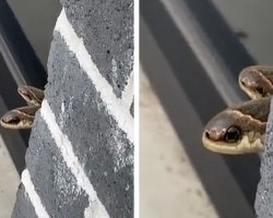 ‘Snakes’ Peeking Around Store Corner Turn Out To Be Something Completely Different