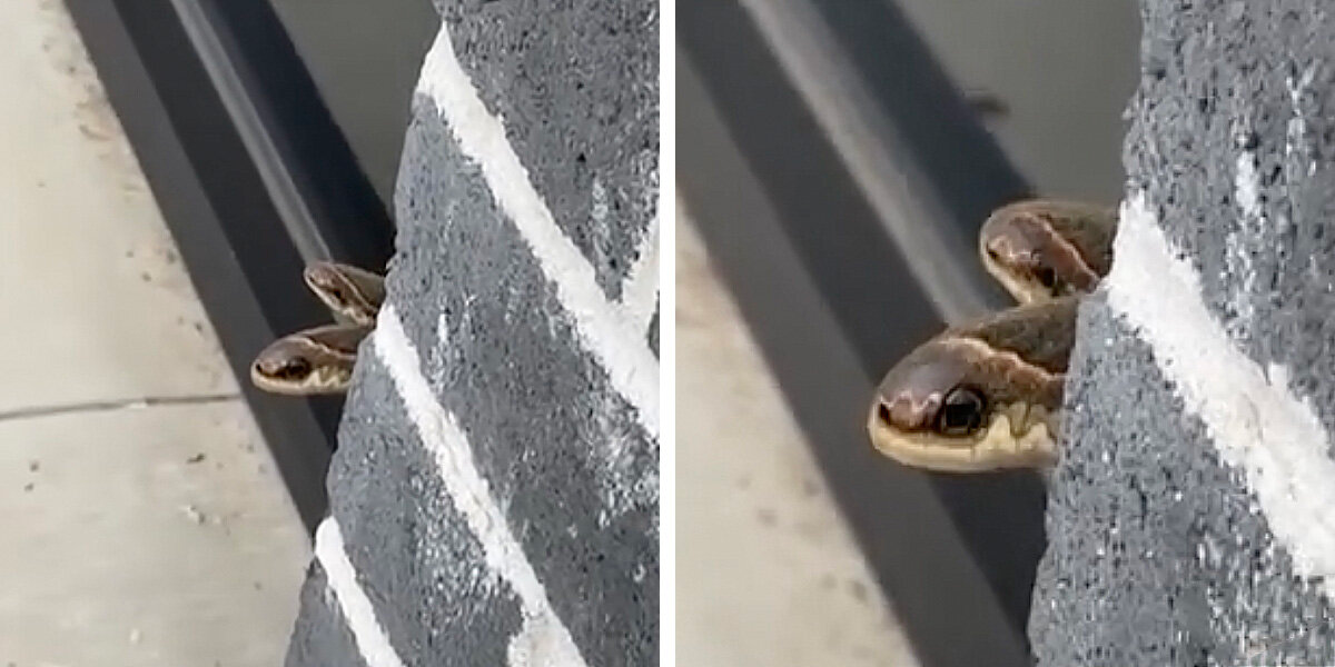 ‘Snakes’ Peeking Around Store Corner Turn Out To Be Something Completely Different