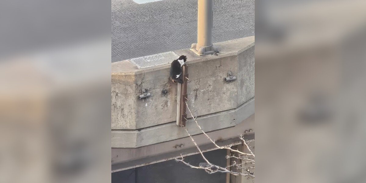 Crowd Rallies To Save Kitten Stranded 50 Feet Above Busy NYC Highway