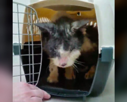 Cat Trapped In Carrier For 2 Years Finally Learns What Love Feels Like
