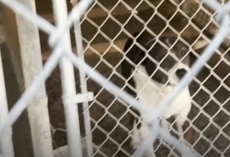 Deaf Senior Dog Overlooked In Fire Evacuation Finds The Happiest Ending