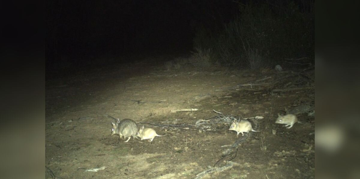 Researchers Capture Rare ‘Family Portrait’ Of Animals Missing For 150 Years