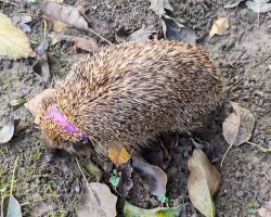 Gardener Rushes To Help Hedgehog Trapped In Plastic ‘Necklace’