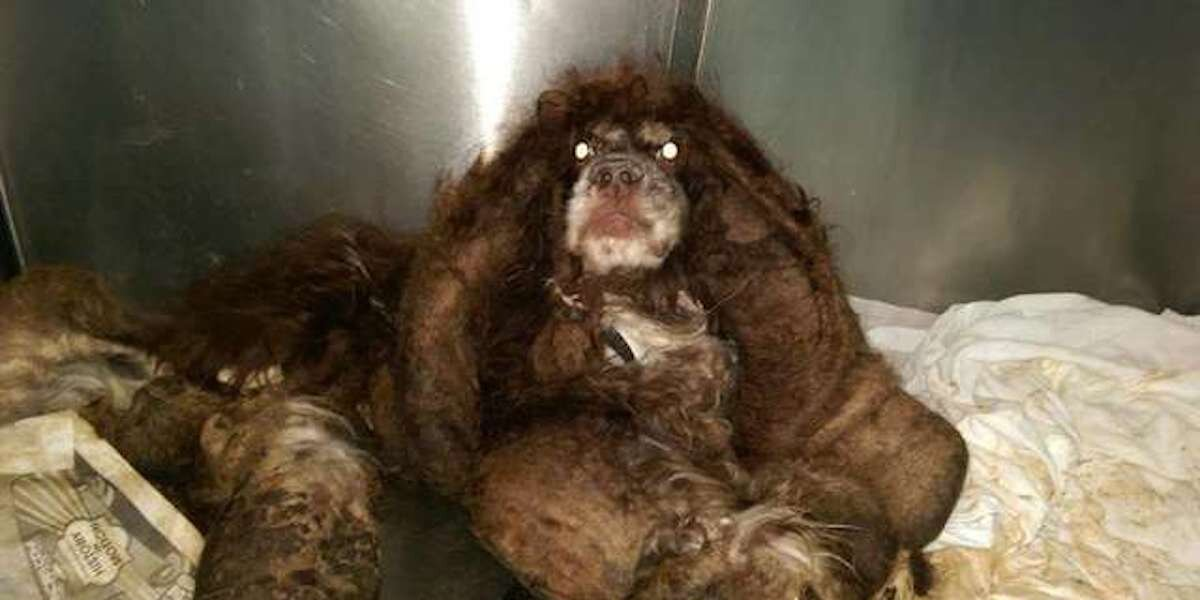 Neglected Dog Looks Unrecognizable After 6 Pounds Of Matted Fur Removed