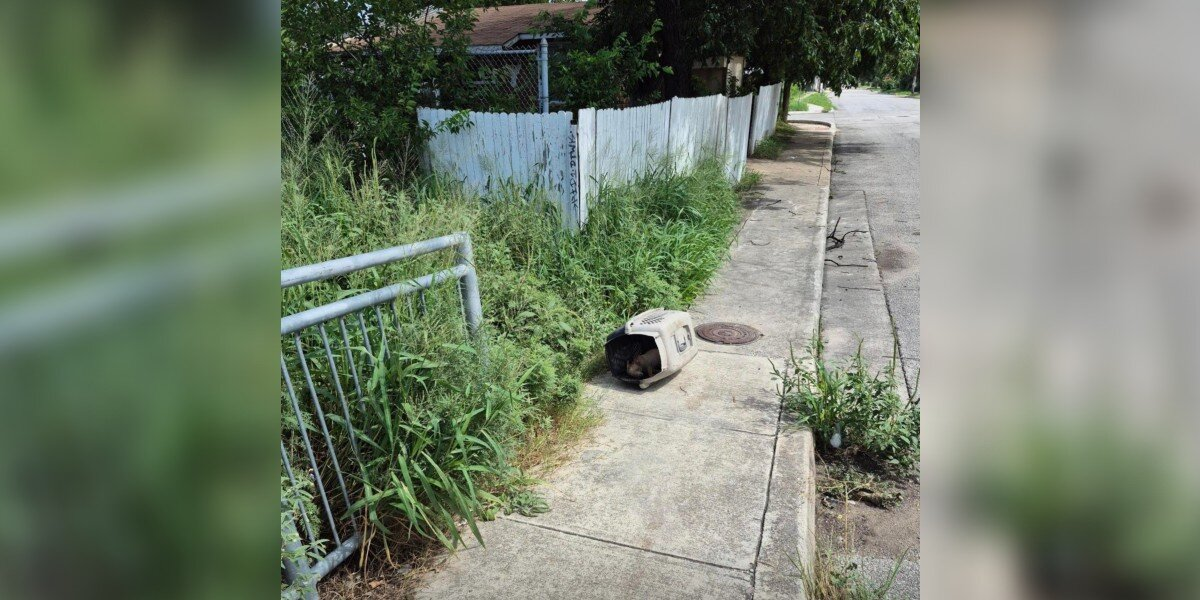Dog Left In Abandoned Crate Finds Hope After Rescue