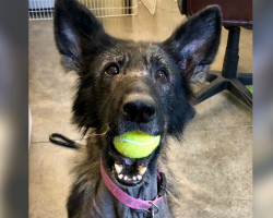 Neglected Dog Found On Highway Lights Up When She Gets A Toy Again