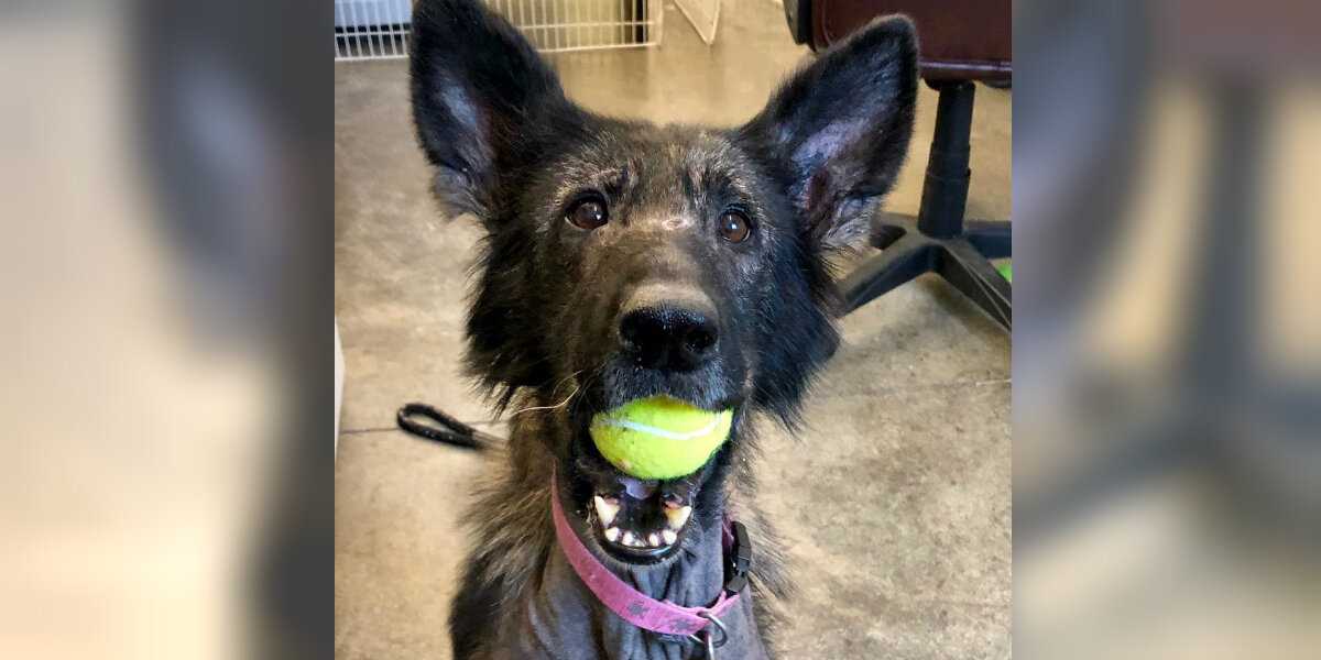 Neglected Dog Found On Highway Lights Up When She Gets A Toy Again