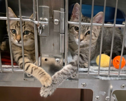 Shelter Worker Catches Two Kittens Sharing The Sweetest Moment