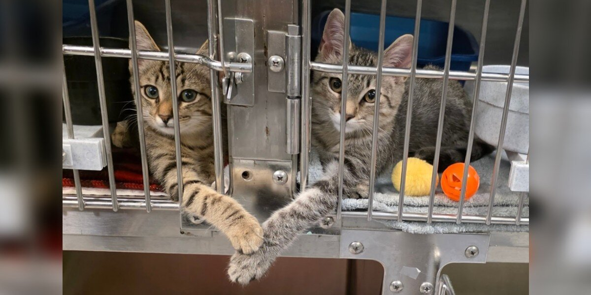 Shelter Worker Catches Two Kittens Sharing The Sweetest Moment