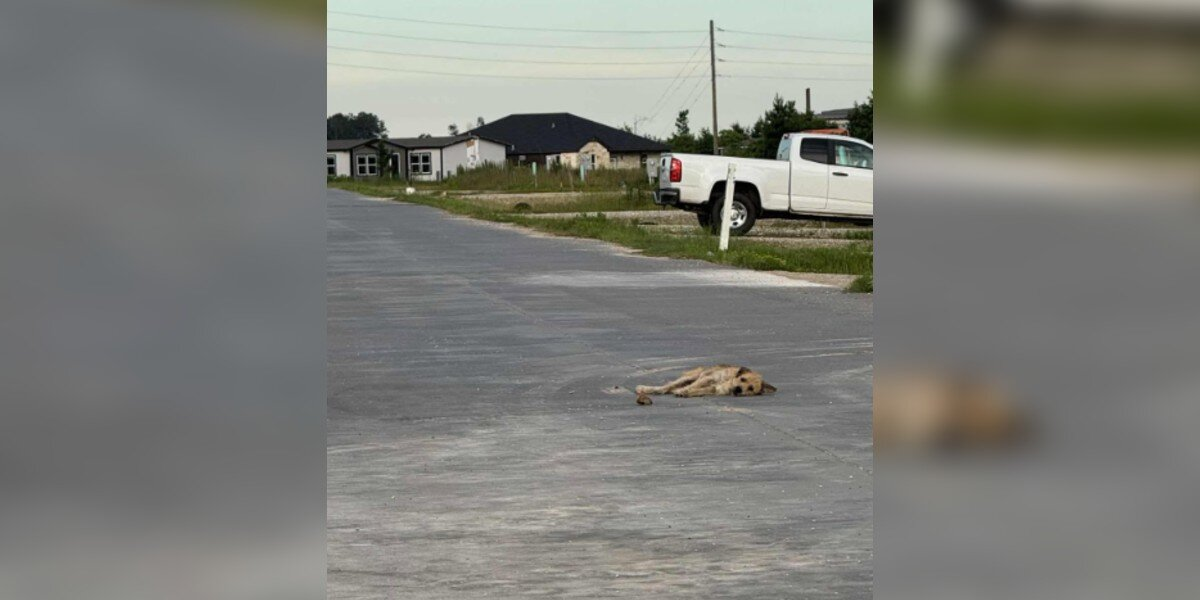 Exhausted Stray Collapses In The Road — Until A Hero Steps In