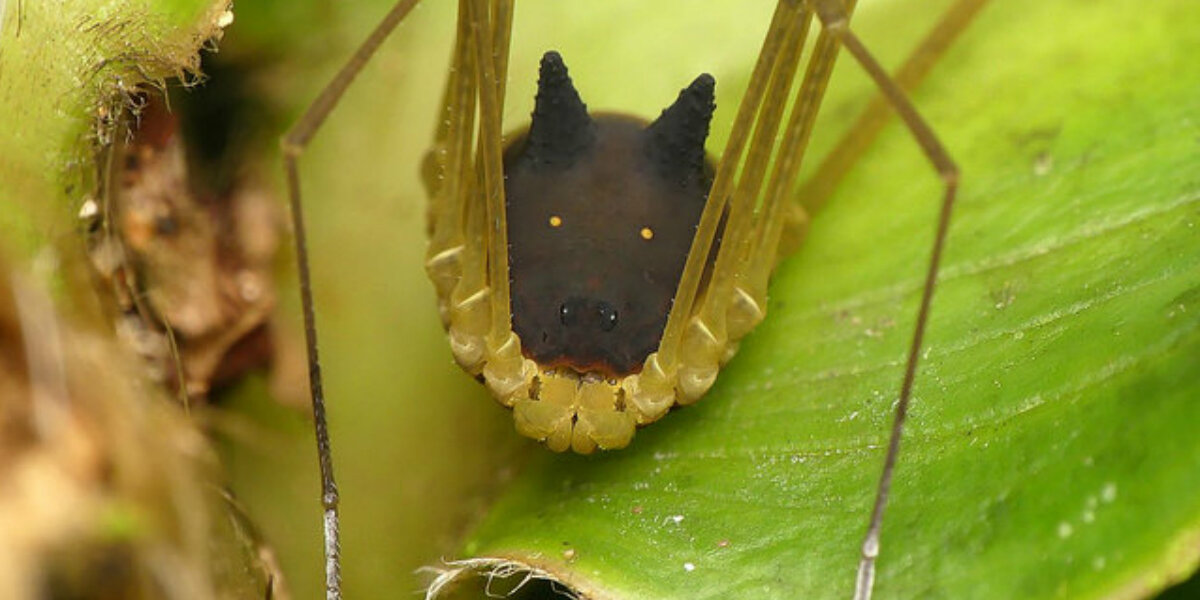 Tiny Creature With A Dog’s Face Is Confusing (And Scaring) Everyone Who Sees It