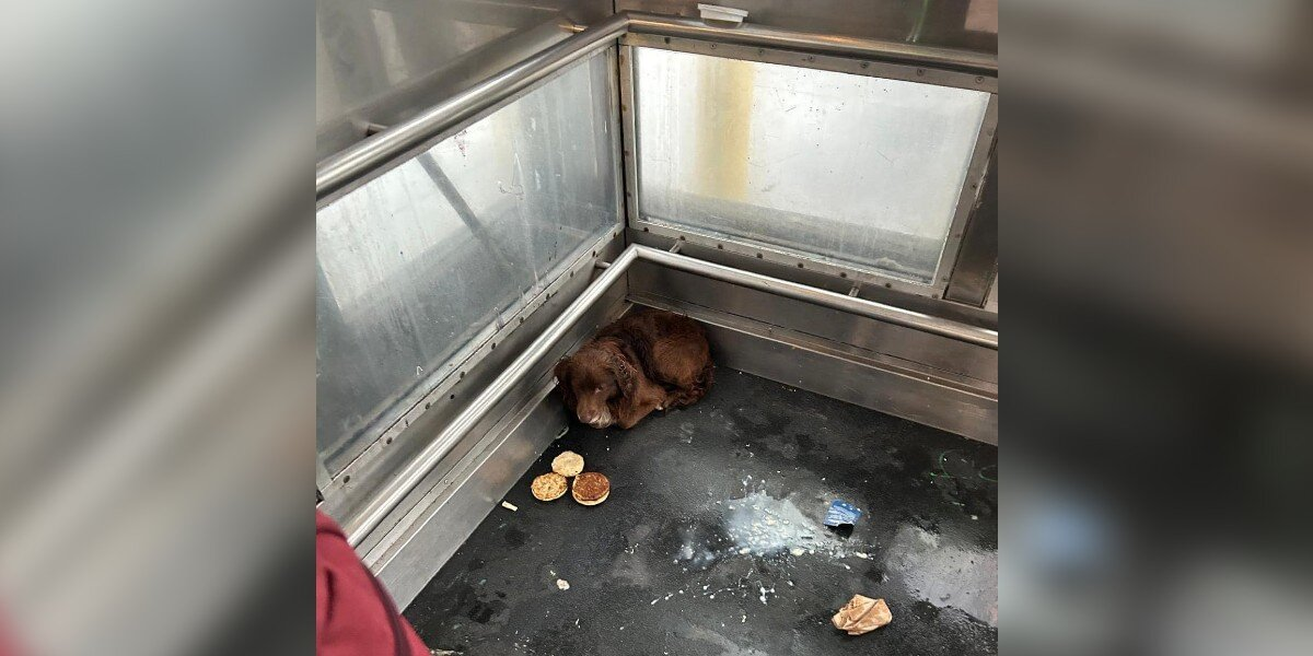 Scared Dog Found Hiding In Train Station Elevator Finally Gets The Life He Deserves