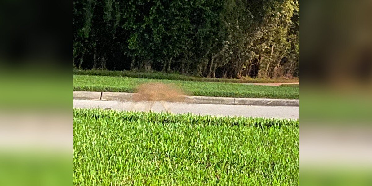 Woman’s Attempt To Photograph An Animal Walking By Ends In Hilarious Surprise