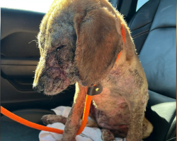Puppy Who Couldn’t Rest In Her Own Skin Finally Learns What Comfort Feels Like