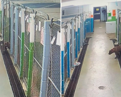 Security Camera Catches Shelter Dog’s Hilarious Jailbreak