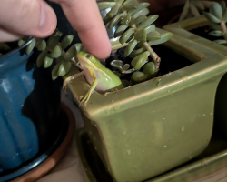Tiny Frog Wanders Into Woman’s Kitchen — And Never Leaves
