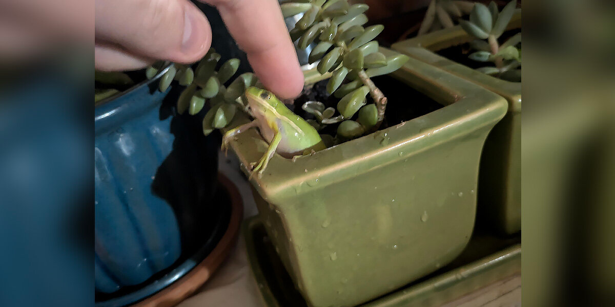 Tiny Frog Wanders Into Woman’s Kitchen — And Never Leaves