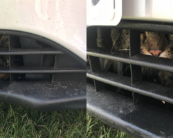 Family Discovers Cat Hitchhiking Under Their Car After 80-Mile Drive