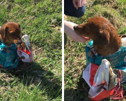 Couple Spots Something Strange On The Road — And Save A Dog’s Life