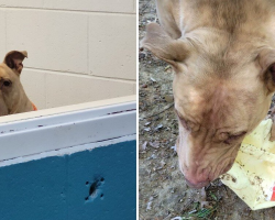Shelter Dog Finds Joy In Empty Milk Cartons While Waiting For A Home