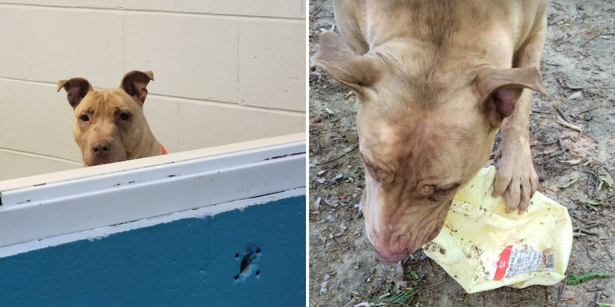 Shelter Dog Finds Joy In Empty Milk Cartons While Waiting For A Home