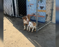Shelter Volunteer Finds Two Abandoned Puppies Trembling By The Fence