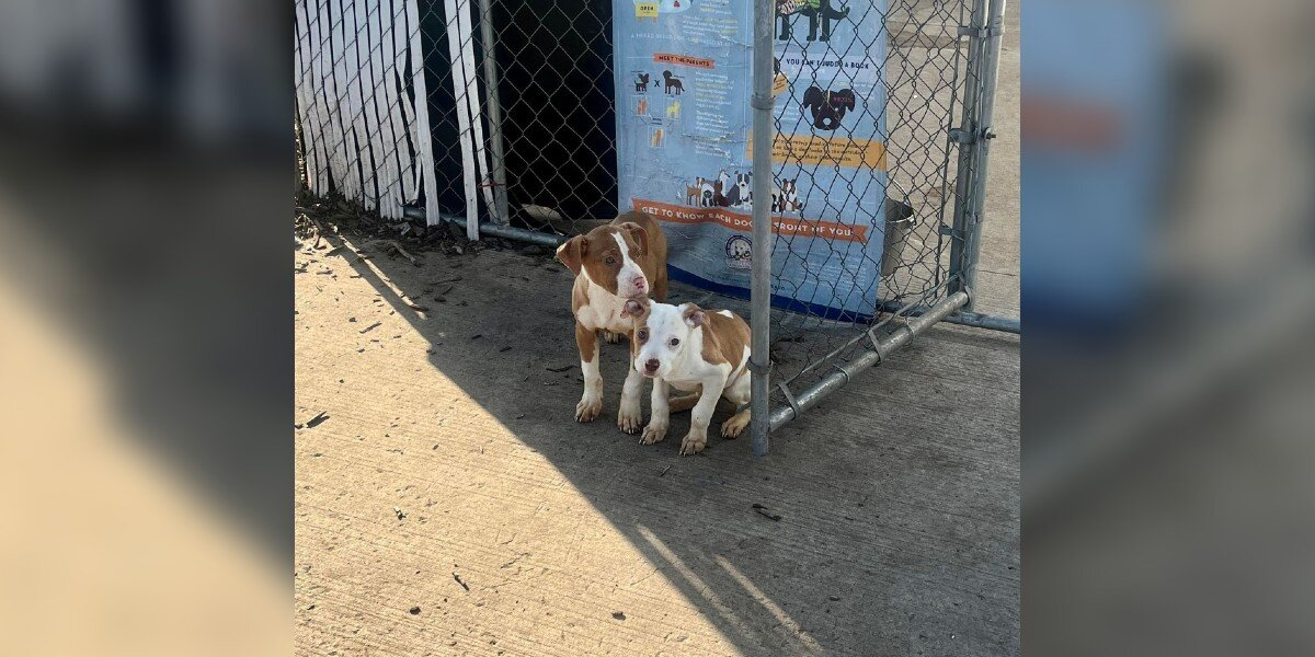 Shelter Volunteer Finds Two Abandoned Puppies Trembling By The Fence