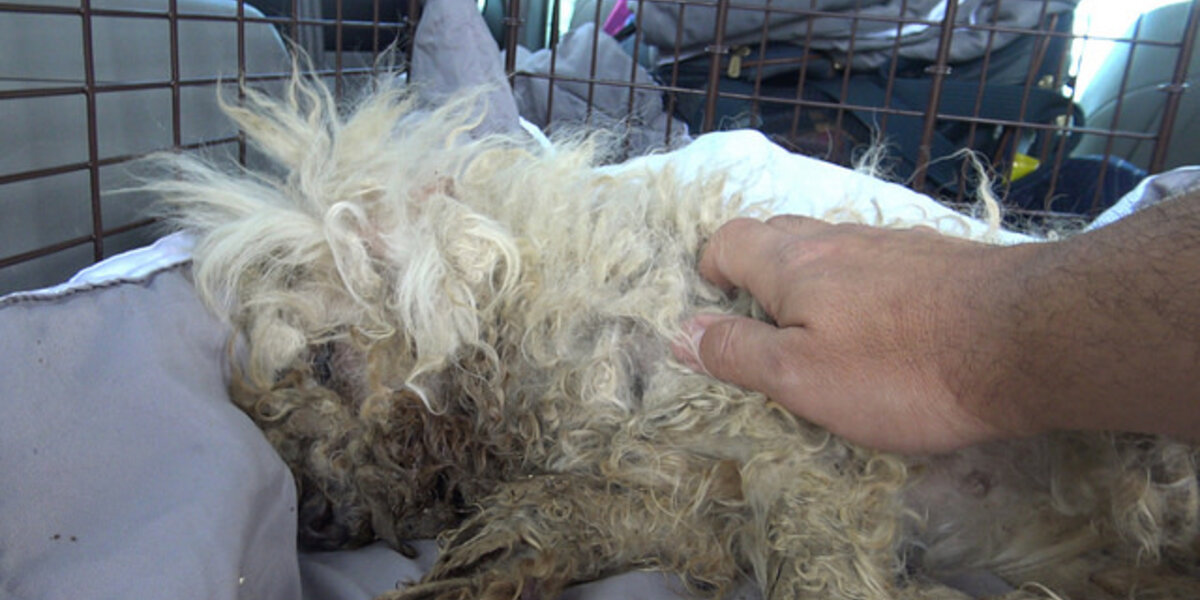 Street Dog With Severe Burns Learns What Love Feels Like For The First Time