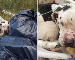 Dog Left Tied To Dumpster Gets The Second Chance He Deserves