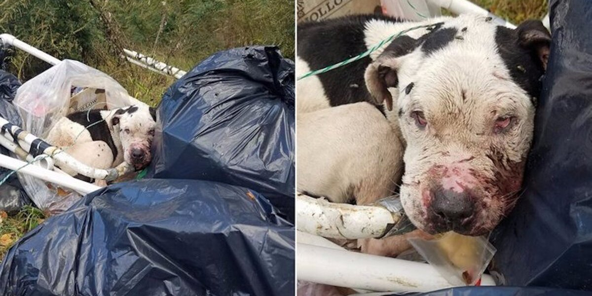 Dog Left Tied To Dumpster Gets The Second Chance He Deserves