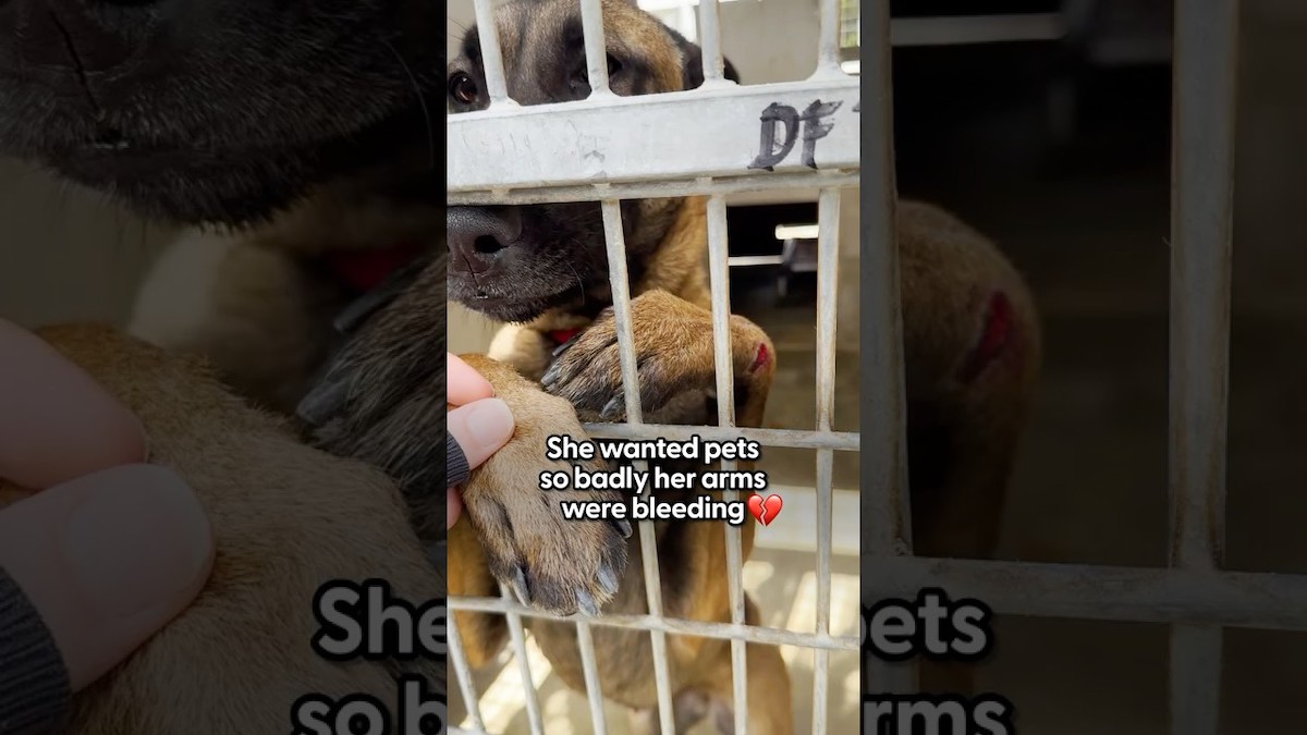 Shelter Dog Hurts Herself Begging For Pets Through Her Kennel