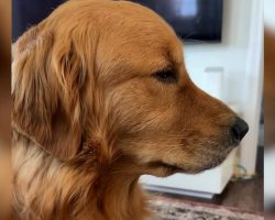 Dog’s Heartbreaking Reaction To His Family Leaving For Vacation Has Everyone In Tears