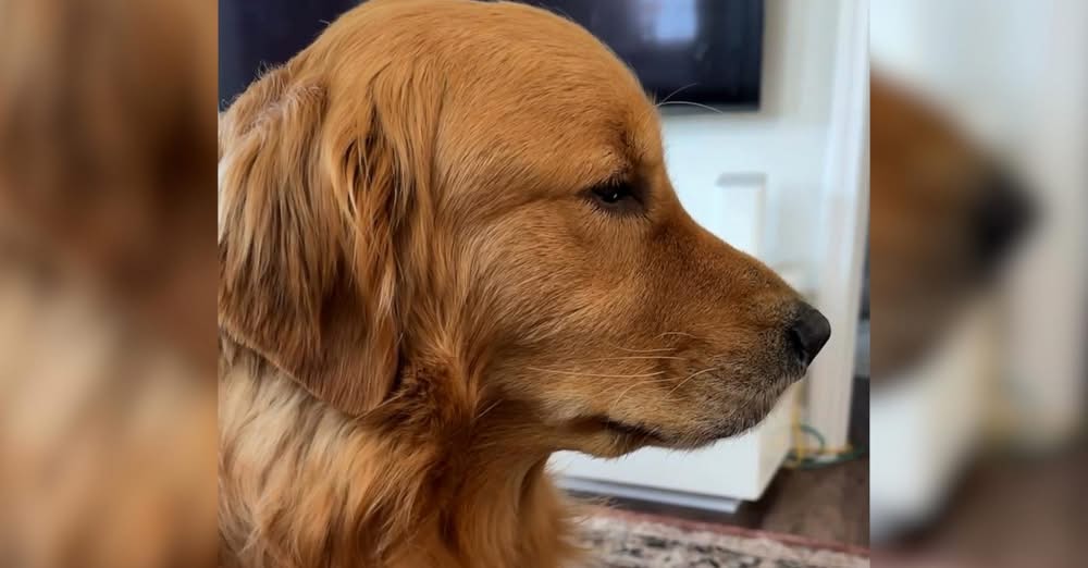 Dog’s Heartbreaking Reaction To His Family Leaving For Vacation Has Everyone In Tears