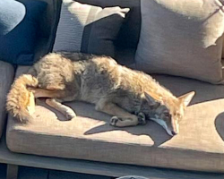Homeowner Wakes Up To A Wild Guest Peacefully Napping On The Patio