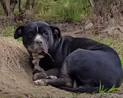 Woman Finds And Rescues Injured Dog Curled Up In Blueberry Field