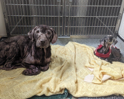 Two Neglected Dogs Found Hairless And Heartbroken Are Now Thriving Best Friends