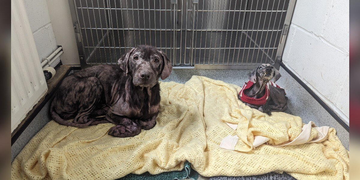 Two Neglected Dogs Found Hairless And Heartbroken Are Now Thriving Best Friends