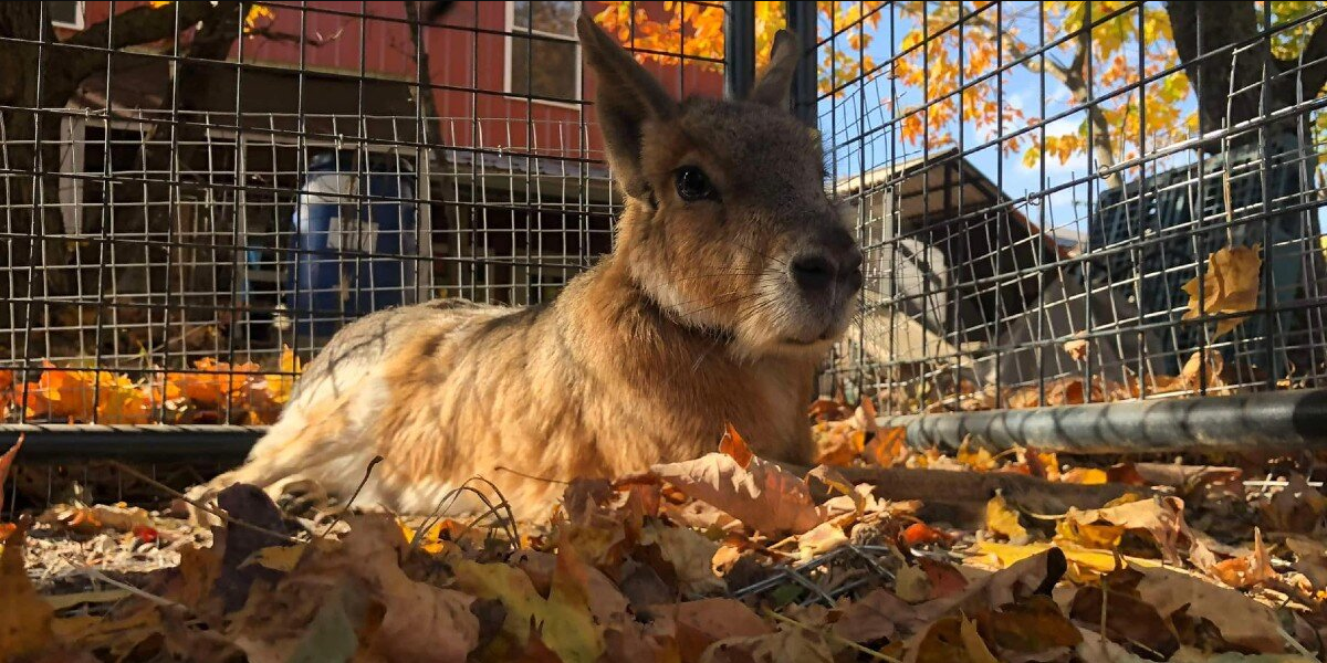 Rare Rabbit-Like Animal Delights Rescuers With His Unusual Voice