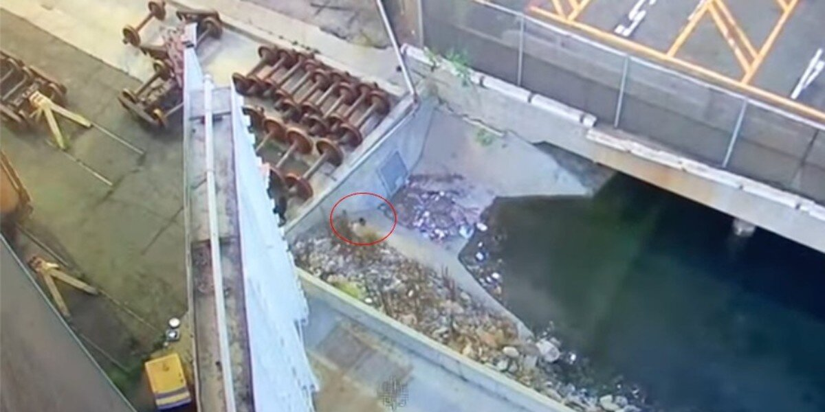 Security Cameras Reveal Someone Fluffy Trapped Inside Recycling Center