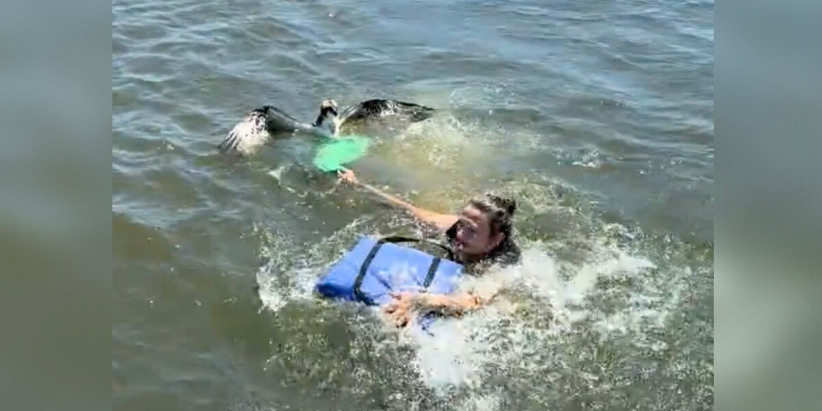 Boaters Spot Struggling Osprey In Lake — And Risk Everything To Save Her